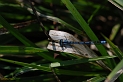 Common blue damselfly - A